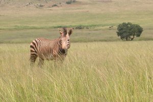 On safari in South Africa