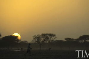 Africa starts to plant wall of trees across the Sahel to stop spread of Sahara desert