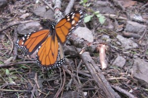 Monarch butterfly migration under threat