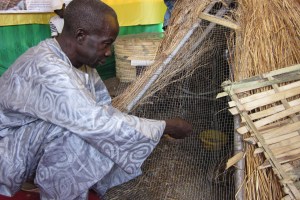 Senegal farmers' debt trap