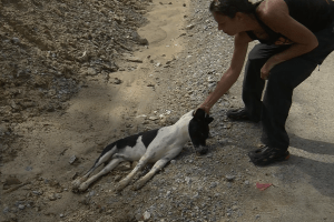 Gill Dalley sterilizing a dog