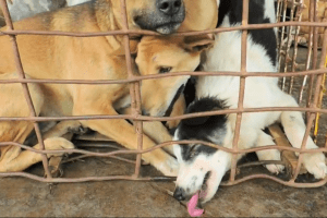 Dogs being smuggled in cages